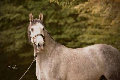 Caballo castrado PRE Pura Raza Española En venta 2021 Tordo