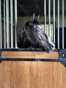  cheval d’école à vendre