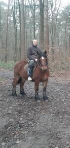 Jument ardennaise à vendre 