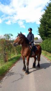 Jument ardennaise à vendre 