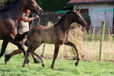 Puledro KWPN Cavallo da Sport Neerlandese In vendita 2025 Nero ,  GLAMDALE