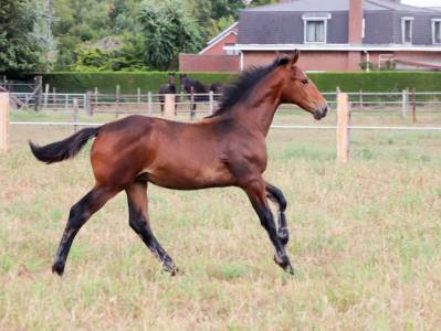 Puledro kwpn cavallo da sport neerlandese in vendita 2025 baio ,  emiliano