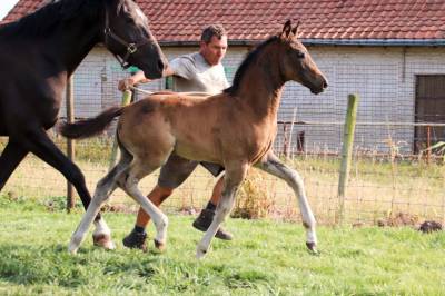 Puledro KWPN Cavallo da Sport Neerlandese In vendita 2025 Baio ,  EMILIANO