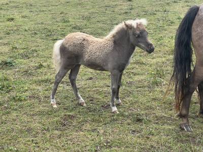 Pouliche shetland silver