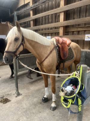 Hongre palomino 4ans