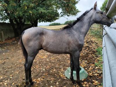 Poulain sf pp
