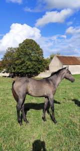 Poulain sf pp
