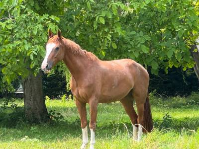 Gelding Selle Français For sale 2020 Chesnut
