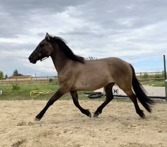Pfs hongre  grullo 3 ans taille e