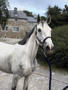 Mi star de tiji z