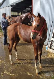 Joli poulain franche-montagne à vendre