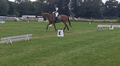 6 jarige dressuurruin met potentieel