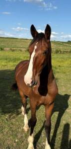 Poulain kwpn