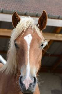 Filly Origin Recorded For sale 2024 Chesnut