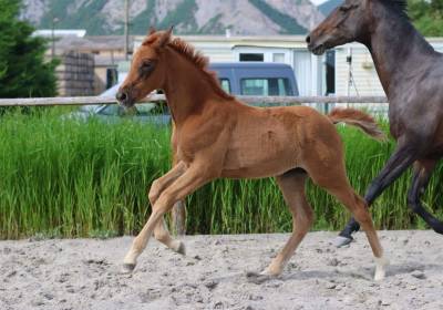 Pouliche aux origines 100% dressage ! 