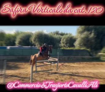 Pony francese sportiva da salto 