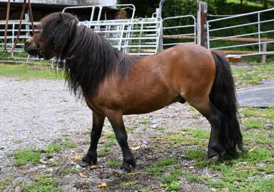 Hongre shetland à vendre en couple 1500.- 