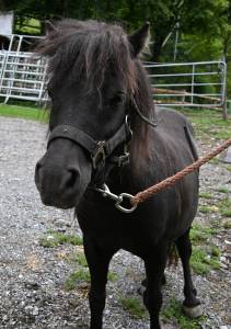 Jument shetland à vendre en couple 1500.- 
