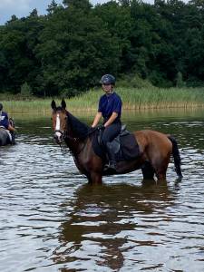Te koop brave 15 jarige d pony davinci