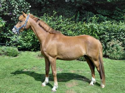 Kupidon millenium pfs 5ans