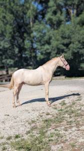 Caballo entero PRE Pura Raza Española En venta 2023 Perlino por ODIN ONIX