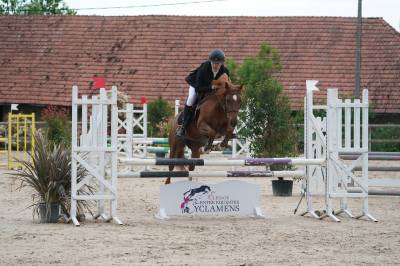 Mare French Saddle Pony For sale 2018 Chesnut