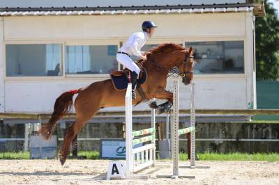 Selle Français de 4 ans avec potentiel amateur élite 