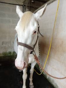 Stallion Other Pony Breed For sale 2021 Coloured