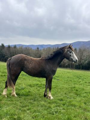 Filly Origin Recorded For sale 2023 Grey