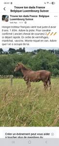 Cheval tf a vendre 