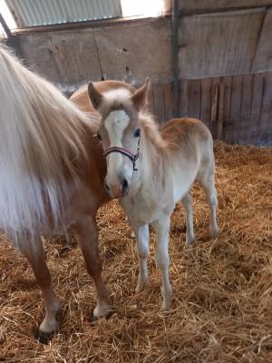 A vendre poulain haflinger