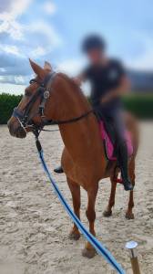 Poney d hongre 14ans pour compagnie