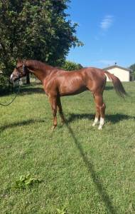 Cavallo tedesco del 2019