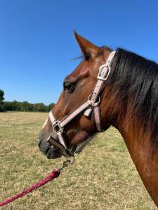 Cavalla pfs pony francese da sella in vendita 2022 baio