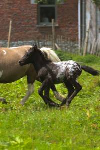 Puzzle de la chevr’horse ´tine