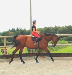 &Agrave; vendre : Samourai du Bois Halleux &ndash; Hongre de 7 ans