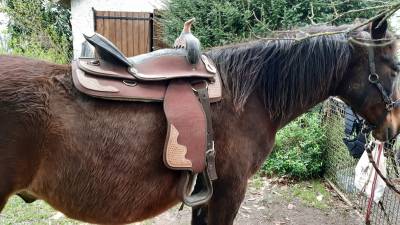 Selle western synthétique 