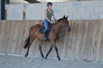 Jument loisirs / sport 3 ans