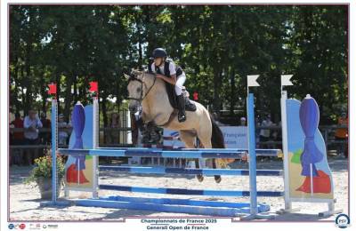 Mare Connemara For sale 2017 Buckskin
