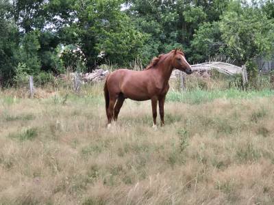 Gelding french saddle pony for sale 2023 chesnut