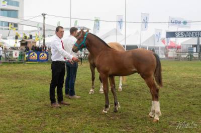 Rory de roumont 