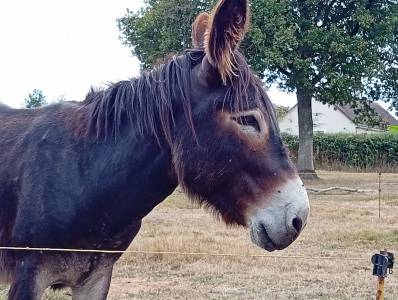 Asno bourbonnais in vendita 2019 roano