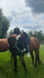 Vente d’un cheval, appollo, dressé pour le manège.
