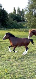 Entire Welsh Pony (Section A) For sale 2023 Dark Bay