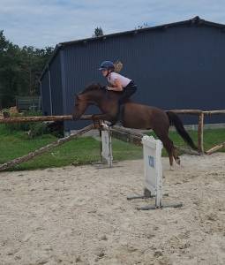 Gelding French Saddle Pony For loan 2017 Liver chestnut