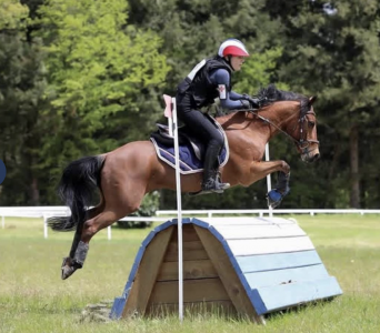 Gelding New Forest Part-Livery 2011 Bay