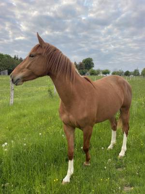 Cheval à vendre jument sbs 3 ans