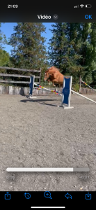 Cavalla sbs cavallo da sport belgio in vendita 2022 sauro ,  matisse de mariposa