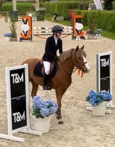 Caballo entero pfs poni françés de silla en venta 2017 pelo de vaca