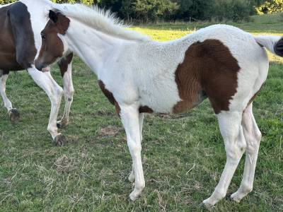 Poulain apha